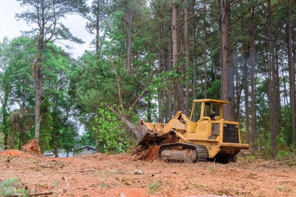 Trees Clearing in Parker