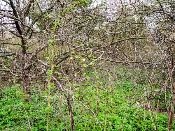 Underbrush Clearing in Parker