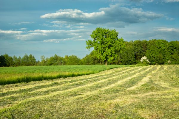 Cost of Vegetation Removal in Parker