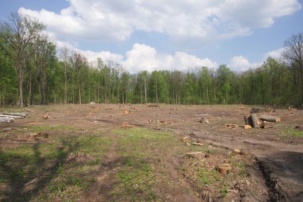 Cost of Pasture Clearing in Parker