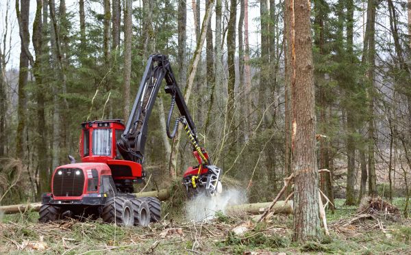 Cost of Forest Clearance Service in Parker
