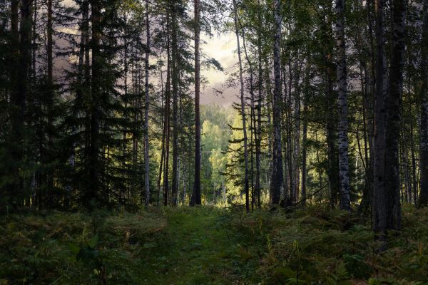Cost of Pine Tree Clearing in Parker