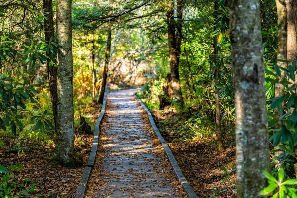 Cost of Trail Clearing in Parker